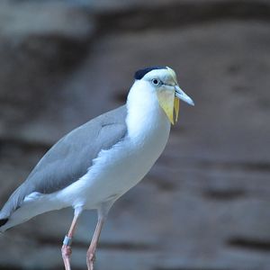 Australia: Wild Extremes - Masked Lapwing (Vanellus miles)
