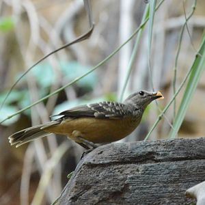 Australia: Wild Extremes - Fawn-breasted Bowerbird (Chlamydera cerviniventris)