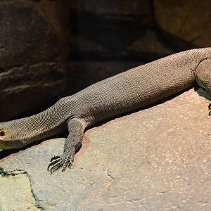Australia: Wild Extremes - Mertens' Water Monitor (Varanus mertensi)