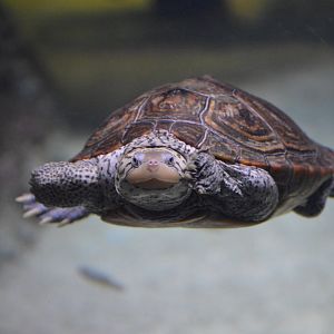 Chesapeake Marsh - Diamondback Terrapin (Malaclemys terrapin)