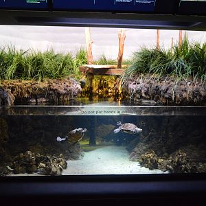 Maryland Mountains to the Sea - Chesapeake Marsh Exhibit