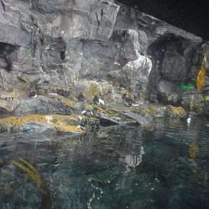 Sea Cliffs Exhibit