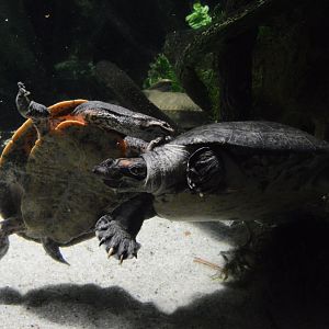 Amazon River Forest - Cotinga River Toadhead Turtle (Phrynops tuberosus) and Red-headed Amazon River Turtle (Podocnemis erythrocephala)