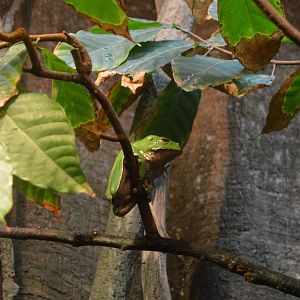 Amazon River Forest - Waxy Monkey Treefrog (Phyllomedusa bicolor)