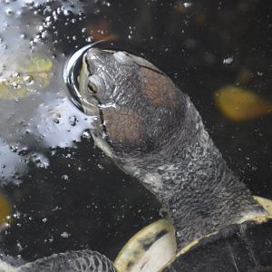Upland Tropical Rainforest - Hilaire's Side-necked Turtle (Phrynops hilarii)