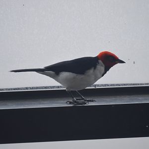 Upland Tropical Rainforest - Red-capped Cardinal (Paroaria gularis)