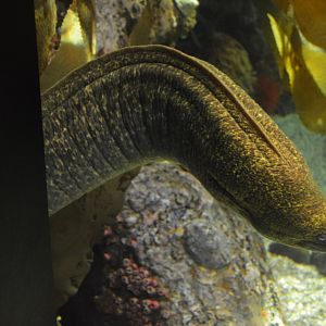 Kelp Forest - California Moray (Gymnothorax mordax)