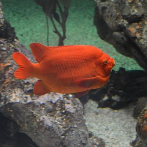 Kelp Forest - Garibaldi (Hypsypops rubicundus)