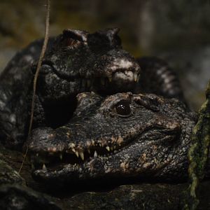 Amazon River Forest - Schneider's Dwarf Caimans (Paleosuchus trigonatus)