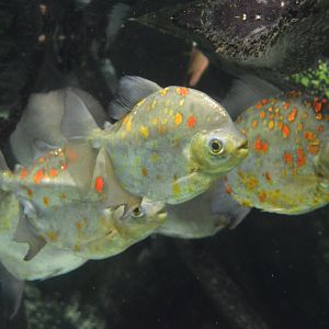 Amazon River Forest - Redhook Pacu (Myloplus rubripinnis)