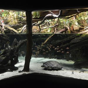 Amazon River Forest - Overview