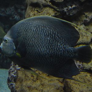 Atlantic Coral Reef - Grey Angelfish (Pomacanthus arcuatus)