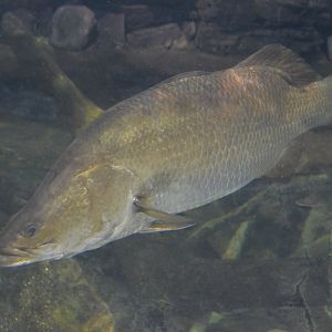Australia: Wild Extremes - Barramundi (Lates calcarifer)