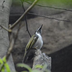Australia: Wild Extremes - Blue-faced Honeyeater (Entomyzon cyanotis)