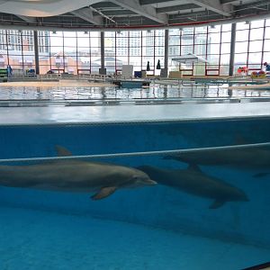 Dolphin Discovery - Common Bottlenose Dolphin (Tursiops truncatus)