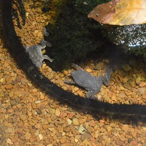 Amazon River Forest - Sabana Surinam Toad (Pipa parva)
