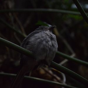 Upland Tropical Rainforest - Screaming Piha (Lipaugus vociferans)