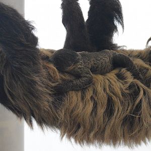 Upland Tropical Rainforest - Linnaeus's Two-toed Sloth (Choloepus didactylus)