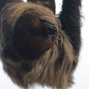Upland Tropical Rainforest - Linnaeus's Two-toed Sloth (Choloepus didactylus)