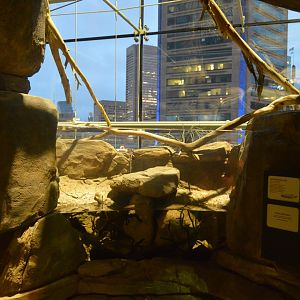 Australia: Wild Extremes - Spotted Blue Eye (Pseudomugil gertrudae) Exhibit