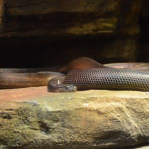 Australia: Wild Extremes - Water Python (Liasis fuscus)