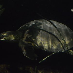 Australia: Wild Extremes - Pig-nosed Turtle (Carettochelys insculpta)