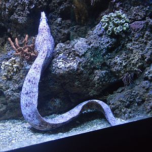 Hiding - Goldentail Moray (Gymnothorax miliaris)