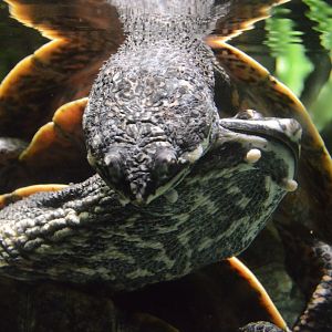 Amazon River Forest - Cotinga River Toadhead Turtle (Phrynops tuberosus)