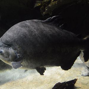 Amazon River Forest - Red-bellied Pacu (Piaractus brachypomus)