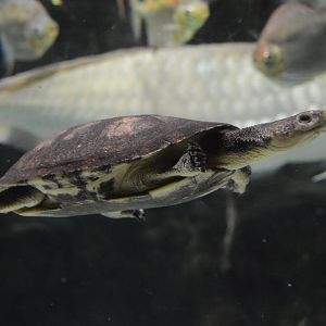 Amazon River Forest - Gibba Toad-headed Turtle (Mesoclemmys gibba)