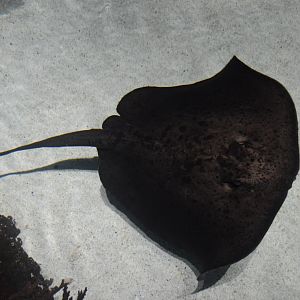 Blacktip Reef - Roughtail Stingray (Bathytoshia centroura)