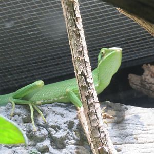 Lizard ID