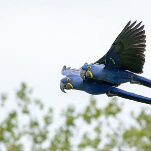 Hyacinth macaw : Whipsnade : 24 May 2024