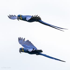 Hyacinth macaw : Whipsnade : 24 May 2024