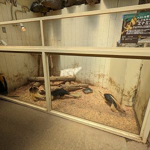 One of the poorest Southern tamandua exhibits I've ever seen