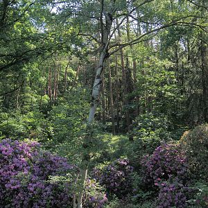 Forest area with Rhododendrons near entrance, 2024-05-23