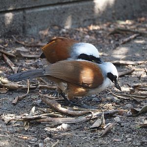 Siamese White-crested laughingthrush (Garrulax leucolophus diardi), 2024-05-21