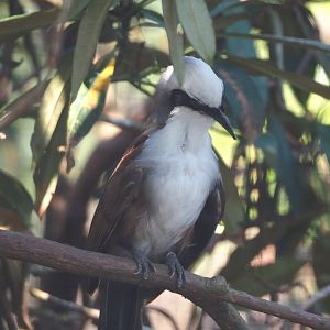 Siamese White-crested laughingthrush (Garrulax leucolophus diardi), 2024-05-23