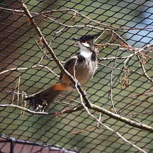 Red-whiskered bulbul (Pycnonotus jocosus), 2024-05-21