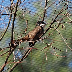 Red-whiskered bulbul (Pycnonotus jocosus), 2024-05-23