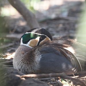 Baikal teal (Sibirionetta formosa), 2024-05-21
