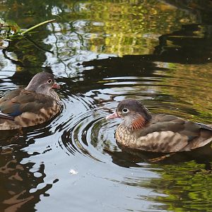 Mandarin duck pair (Aix galericulata), 2024-05-23