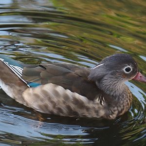 Female Mandarin duck (Aix galericulata), 2024-05-23