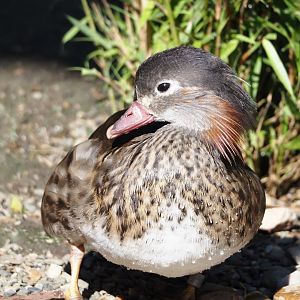 Eclipsed Mandarin duck drake (Aix galericulata), 2024-05-23