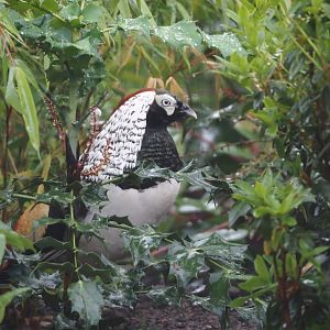 Lady Amherst's pheasant (Chrysolophus amherstiae), 2024-05-22