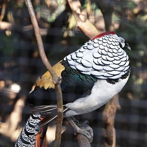 Lady Amherst's pheasant (Chrysolophus amherstiae), 2024-05-23