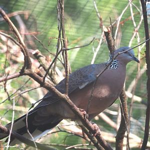 Chinese spotted dove (Streptopelia chinensis chinensis), 2024-05-23