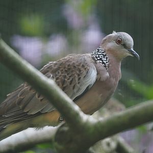 Chinese spotted dove (Streptopelia chinensis chinensis), 2024-05-24