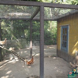 Appenzeller chicken aviary, 2024-05-23