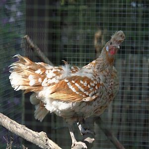 Appenzeller chicken (Gallus gallus domesticus), 2024-05-23